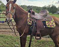 coggins-up-to-date-tennessee-walking-horse