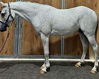 grey-athletic-horse