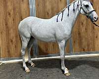 grey-endurance-horse