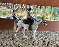 grey-gaited-horse