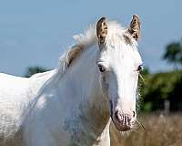 palomino-tobianosabino-horse