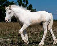 sabino-palomino-colt-stallion