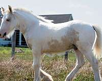 tobiano-palomino-colt-stallion