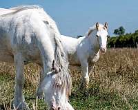 palomino-usdf-colt-stallion