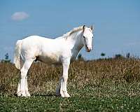 tobiano-usdf-colt-stallion