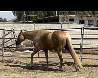 beginner-quarter-horse