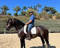 trail-experience-andalusian-horse