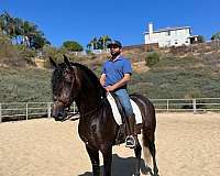 world-championship-andalusian-horse