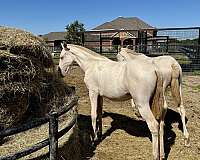 isabelo-palomino-filly-mare