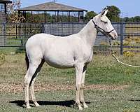 isabelo-palomino-filly-mare