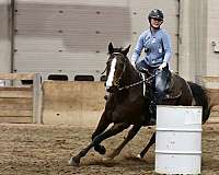 bay-paint-gelding