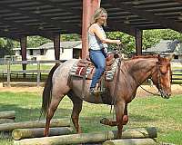 ranch-horse-quarter