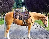 sidesaddle-palomino-quarter-horse