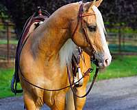 quarter-horse-gelding