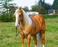 gelding