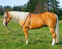 roping-palomino-quarter-horse