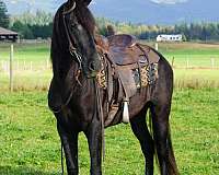 andalusian-horse-for-sale