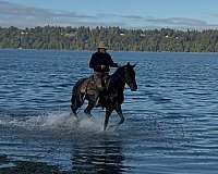 cross-andalusian-lusitano-horse