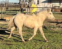 palomino-welsh-pony-weanling