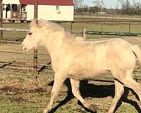 palomino-filly-welsh-pony