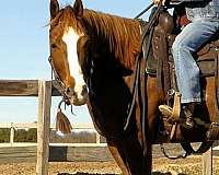 western-dressage-paint-horse