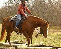 sorrel-overo-dressage-horse