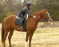 sorrel-overo-paint-gelding