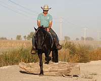 beginner-friesian-horse