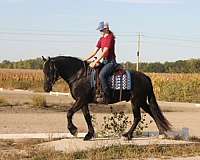 cross-friesian-horse