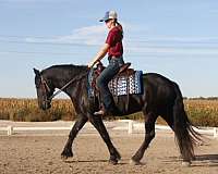 dressage-friesian-horse