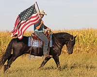 driving-friesian-horse