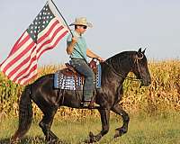 flashy-friesian-horse