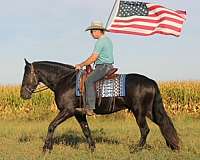 parade-friesian-horse