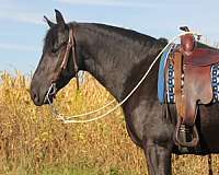 ridden-english-friesian-horse