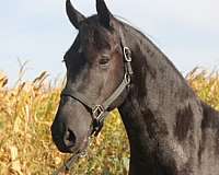 show-friesian-horse