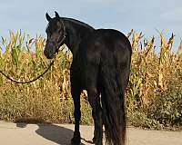 western-dressage-friesian-horse