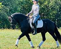 trail-riding-friesian-horse