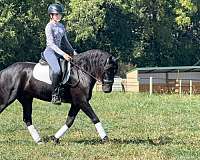 kid-safe-friesian-horse