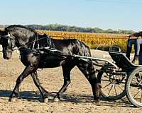 ridden-western-friesian-horse