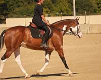 horsemanship-quarter-horse