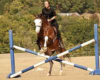 jumping-quarter-horse