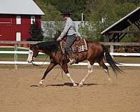 performance-quarter-horse