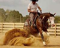 ranch-versatility-quarter-horse