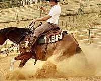 ranch-work-quarter-horse