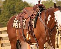 reining-quarter-horse