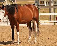 ridden-english-quarter-horse