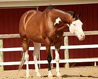 ridden-western-quarter-horse