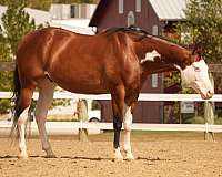 show-quarter-horse