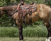 athletic-quarter-horse