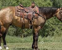 calf-roping-quarter-horse